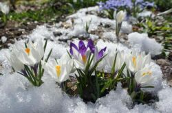 Vivaces hivernant à l'extérieur: une liste des variétés les plus populaires. Description, photo