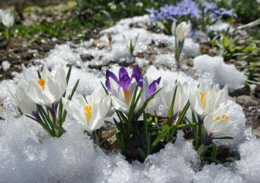 Vivaces hivernant à l'extérieur: une liste des variétés les plus populaires. Description, photo