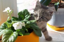 Plantes d'intérieur et animaux de compagnie. Comment protéger les plantes et les fleurs des animaux