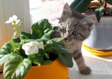 Plantes d'intérieur et animaux de compagnie. Comment protéger les plantes et les fleurs des animaux