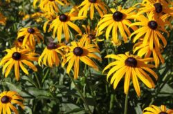 Usine de Rudbeckia