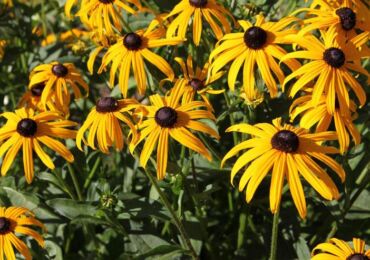 Usine de Rudbeckia