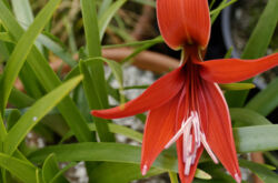 Sprekelia - soins à domicile. Culture, transplantation et reproduction de Sprekelia. Description. Une photo