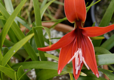 Sprekelia - soins à domicile. Culture, transplantation et reproduction de Sprekelia. Description. Une photo