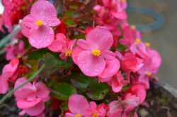 Begonia - soins à domicile. Cultiver des bégonias, transplanter et se reproduire. Description, types. Une photo