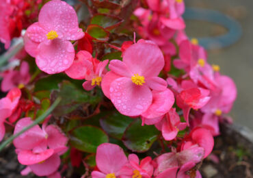 Begonia - soins à domicile. Cultiver des bégonias, transplanter et se reproduire. Description, types. Une photo