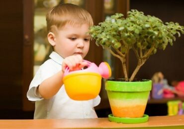 Plantes sans danger pour les enfants et les animaux