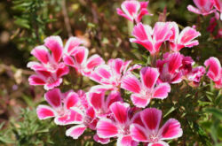 Fleurs de Clarkia - plantation et entretien en plein champ. Cultiver Clarke à partir de graines. Description. Une photo