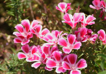 Fleurs de Clarkia - plantation et entretien en plein champ. Cultiver Clarke à partir de graines. Description. Une photo