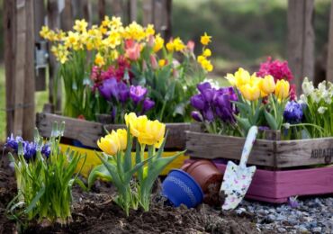 Planter des fleurs bulbeuses en automne