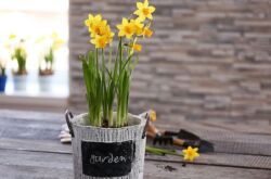 Forcer les jonquilles pour l'hiver à la maison