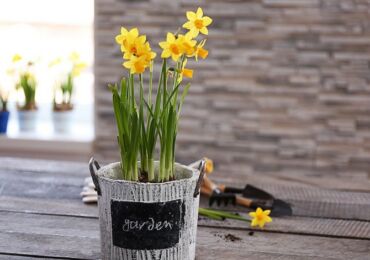 Forcer les jonquilles pour l'hiver à la maison