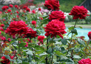 Comment se déroule l'alimentation automnale et printanière des roses