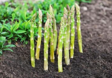 Comment la culture et le soin des asperges sont-ils effectués? Instructions photo, vidéo