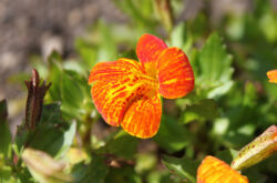 Mimulus ou rouge à lèvres - plantation et soins en plein champ. Cultiver du mimulus à partir de graines dans le jardin et à la maison. Description, types. Une photo