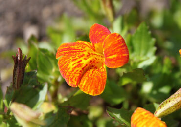 Mimulus ou rouge à lèvres - plantation et soins en plein champ. Cultiver du mimulus à partir de graines dans le jardin et à la maison. Description, types. Une photo