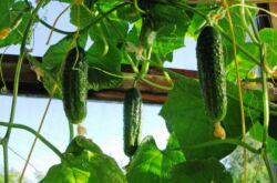 Comment faire pousser des concombres sur le balcon: planter des graines, récolter, cultiver des concombres en hiver