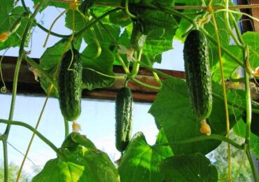 Comment faire pousser des concombres sur le balcon: planter des graines, récolter, cultiver des concombres en hiver