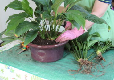 Comment transplanter correctement le spathiphyllum. Greffe de Spathiphyllum après l'achat à la maison