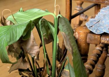 Spathiphyllum: les pointes des feuilles deviennent-elles noires et sèches? Problèmes de croissance du spathiphyllum