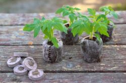 Comprimés de tourbe - comment utiliser pour faire pousser des plants. Instruction, vidéo