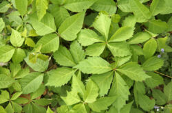 Raisins sauvages - plantation et entretien en plein champ. Culture de raisins sauvages ou de filles dans le jardin, méthodes de reproduction. Description. Une photo