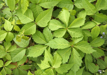 Raisins sauvages - plantation et entretien en plein champ. Culture de raisins sauvages ou de filles dans le jardin, méthodes de reproduction. Description. Une photo