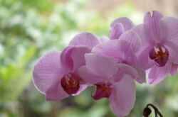 Caractéristiques de prendre soin d'une orchidée à la maison avant et après la floraison. Conseils. Une photo