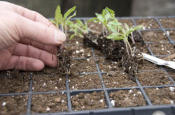 Comment et quand plonger correctement les tomates. Technologie de cueillette de tomates. Description, photo