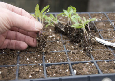 Comment et quand plonger correctement les tomates. Technologie de cueillette de tomates. Description, photo