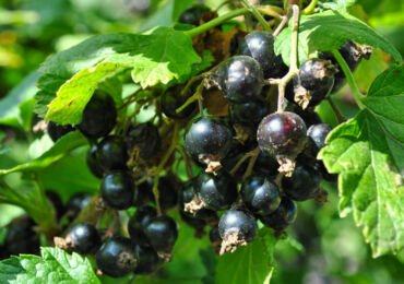 Cassis - plantation et entretien des semis. Groseilles, maladies et ravageurs en croissance