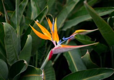 Usine de Strelitzia