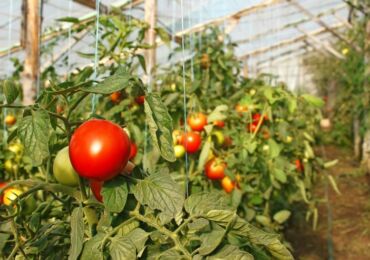 Les variétés de tomates les meilleures et les plus productives pour les serres, résistantes au gel