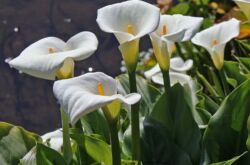 Jardin des Lys Calla