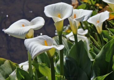 Jardin des Lys Calla