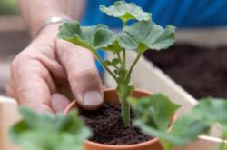 Greffe de géranium (pélargonium). Comment transplanter correctement les géraniums