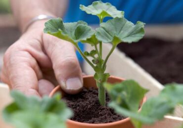 Greffe de géranium (pélargonium). Comment transplanter correctement les géraniums