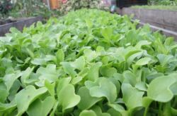 Planter de la moutarde à l'automne. Comment semer la moutarde pour fertiliser le sol