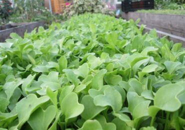 Planter de la moutarde à l'automne. Comment semer de la moutarde pour fertiliser le sol