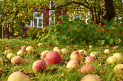 Arbres fruitiers et buissons de baies dans un petit jardin