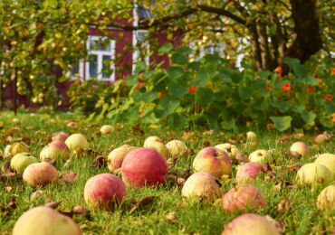 Arbres fruitiers et buissons de baies dans un petit jardin