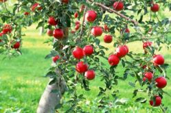 Comment prendre soin d'un pommier. Règles pour cultiver et entretenir un pommier dans le jardin