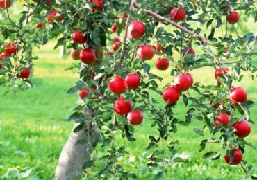 Comment prendre soin d'un pommier. Règles pour cultiver et entretenir un pommier dans le jardin