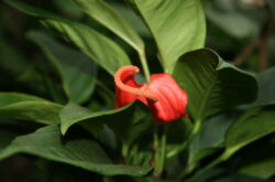 Anthurium Scherzer - soins à domicile. Culture d'Anthurium scherzer, transplantation et reproduction. Description. Une photo