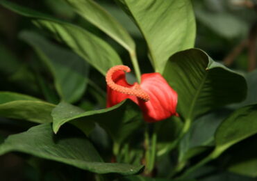 Anthurium Scherzer - soins à domicile. Culture d'Anthurium scherzer, transplantation et reproduction. Description. Une photo