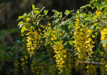 Bobovnik ou "Golden rain" - plantation et entretien en plein champ. Cultiver des légumineuses dans le jardin, méthodes de reproduction. Description. Une photo