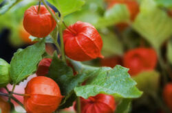 Physalis - plantation et entretien en plein champ. Cultiver physalis à partir de graines. Description, types. Une photo