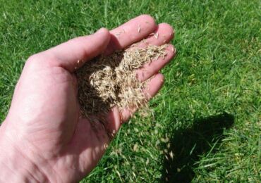 Planter une pelouse ou semer de l'herbe à gazon à l'automne