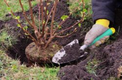 Planter des arbustes à l'automne