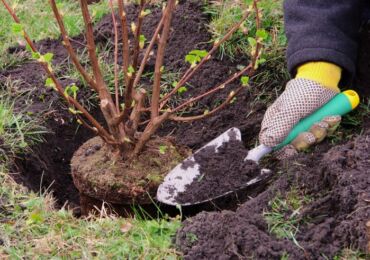 Planter des arbustes à l'automne